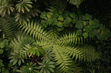 Overhead View of Lush Ferns in the Monteverde Cloud Forest
