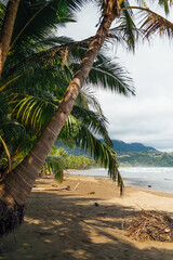 Leaning Palms in Uvita Beach, Marino Ballena National Park, Costa Rica