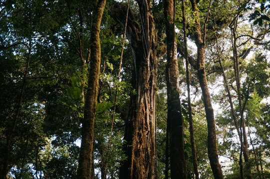Ancient Strangler Fig Tree in the Monteverde Cloud Forest, Costa Rica