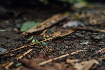 Leafcutter Ants on Forest Floor, Arenal, Costa Rica