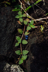 Psychotria Wild Coffee with Blue Berries on Arenal Volcano
