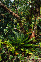 Bromeliad Growing on Forest Floor, Arenal Volcano National Park