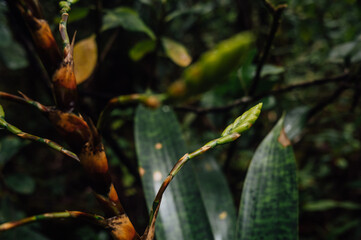 Bromeliad Bud in the Rainforest near Arenal Volcano