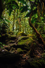 Moss Rocks and Jungle Vegetation in Arenal Volcano National Park