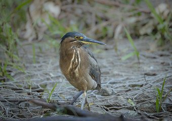 A gorgeous striated heron or green backed heron on the hunt for prey, walks of rocks covered by wire fencing in a man enhanced wetland at Varsity Lakes on the Gold Coast in Queensland, Australia.