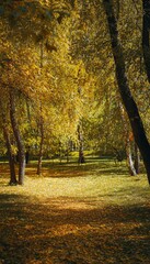 Naklejka premium Vibrant autumn park scene with golden and crimson foliage and soft sunlight filtering through trees