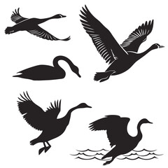 Vector art of swans © AD