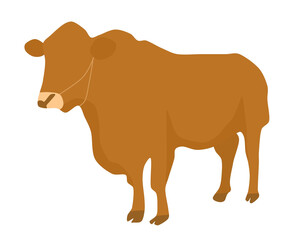vector illustration of a cow