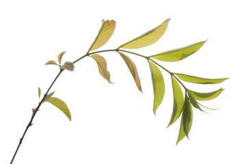 Willow branch with green and yellow leaves isolated on transparent background