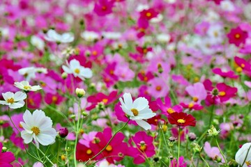 野原一面のコスモス