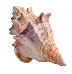 Close-up of a beautiful seashell, showcasing intricate patterns and colors