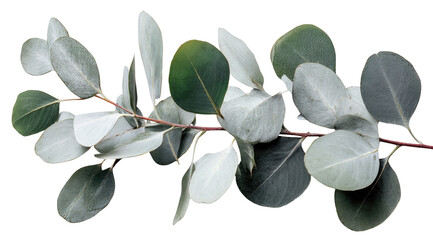 Eucalyptus branch with silvery-green leaves