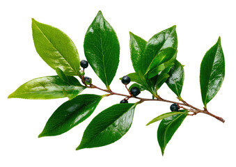 Close-up of a branch with vibrant green leaves and small dark berries