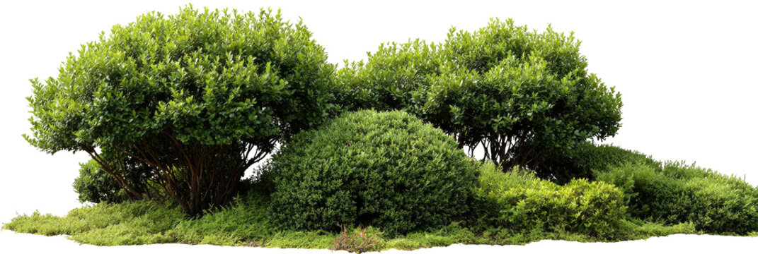 Lush green bushes and shrubs in a landscape