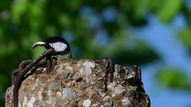 Kohlmeise (Parus major) fliegt mit Futter zu ungew&ouml;hnlichem Brutplatz und fliegt nach der F&uuml;tterung mit F&auml;kalsack wieder ab