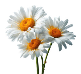 Three white daisies, close-up,  with yellow centers