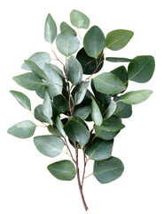 Close-up of a eucalyptus branch with vibrant green leaves
