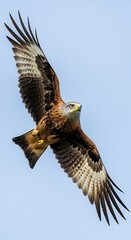 Red Kite soaring in the sky - A majestic bird of prey in flight.