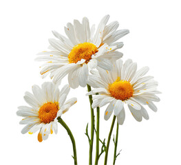 Three white daisies with yellow centers, close-up