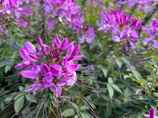 Close-up of vivid purple spider flowers blooming under sunlight. Perfect for floral design, background textures, or nature-themed artwork