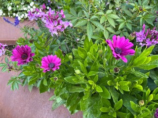 Blooming pink flowers surrounded by lush green leaves in a sunny garden. Great for nature and floral backgrounds
