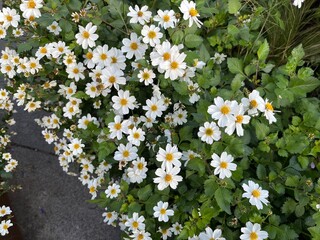 Obraz premium White daisies in a green garden on a sunny day. Ideal for nature, floral, and springtime backgrounds