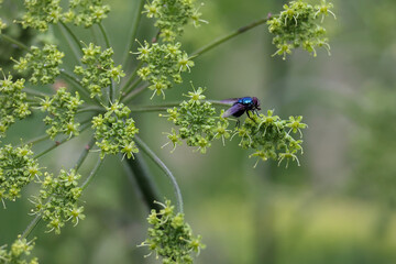 A Macro Shot Of A Metallic Blue Fly Sitting On The Umbels Of A Flowering Wild Plant Against A Blurred Green Background.