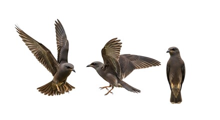 Fototapeta premium Set of three Black Kite bird poses in flight and standing isolated on a white background.