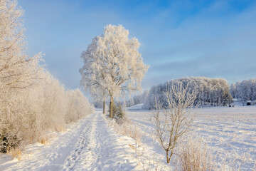 Sunny winter day with a path with snow and hoarfrost on the trees in a rural landscape