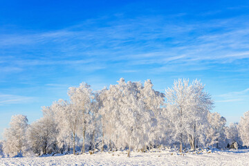 Frosty trees in a beautiful winter landscape in the nature