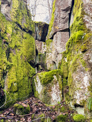 Green moss on a rock face at a mountain