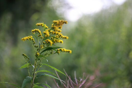 A Sprig Of Blooming Yellow Goldenrod, Or Solidago, A Common Wildflower, With A Soft Bokeh Background.