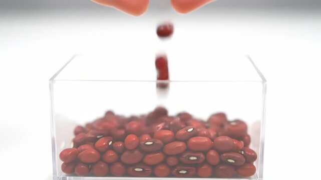 Demonstration of bean filling process in clear container, showcasing hands pouring red azuki beans into clear rectangular box filling it to the