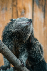 Obraz premium A close-up shot of a bearcat perched on a tree branch, scratching its neck.