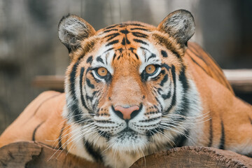 Close-up portrait of a majestic tiger with striking amber eyes looking directly forward, showcasing its distinctive striped fur.