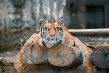 A majestic tiger rests on logs, gazing directly at the viewer with intense focus.