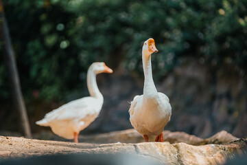 Two white geese stand on a sandy bank with lush green foliage in the background.