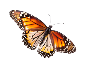 utterfly on flowers Isolated on white background .PNG. AI Generated