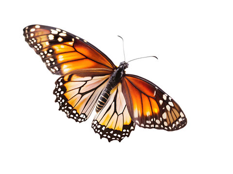 utterfly on flowers Isolated on white background .PNG. AI Generated