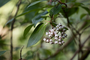 A Cluster Of White Berries, Possibly From A Cornus Alba Or Dogwood Plant, Hanging On A Branch With Green Leaves.