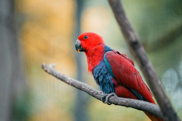 A vibrant red eclectus parrot with blue chest feathers perched on a tree branch in a natural setting.