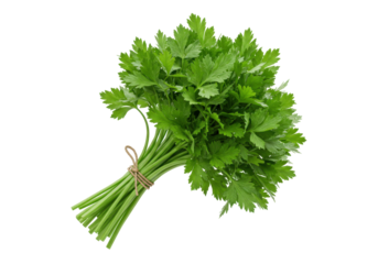 Fresh parsley bunch PNG illustration isolated on transparent background for culinary use and decoration