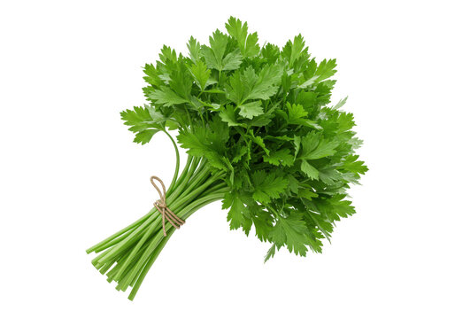 Fresh parsley bunch PNG illustration isolated on transparent background for culinary use and decoration