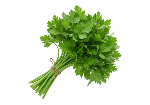 Fresh parsley bunch PNG illustration isolated on transparent background for culinary use and decoration