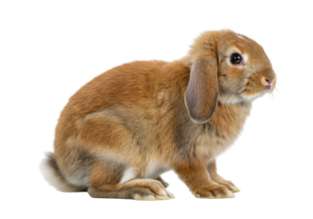 Adorable brown bunny PNG illustration isolated on transparent background cute pet animal rabbit