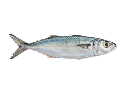Isolated Mackerel Fish, Freshly Caught, Showing Scales and Pattern Details, Close-up View