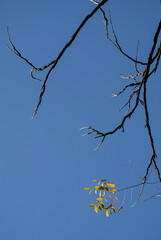 Last leaves clinging to winding branches under crisp blue sky 