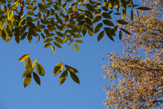 Minimalist foliage silhouette with generous sky space 