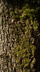 Macro study of moss colonies across rough bark in afternoon light