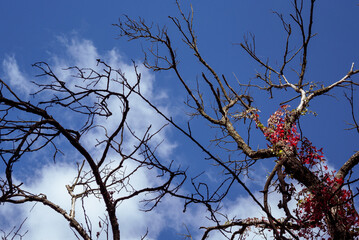 Blue sky with drifting clouds framed by autumn tree branches 